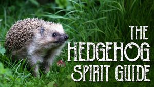 Read more about the article Hedgehog Spirit Guide
