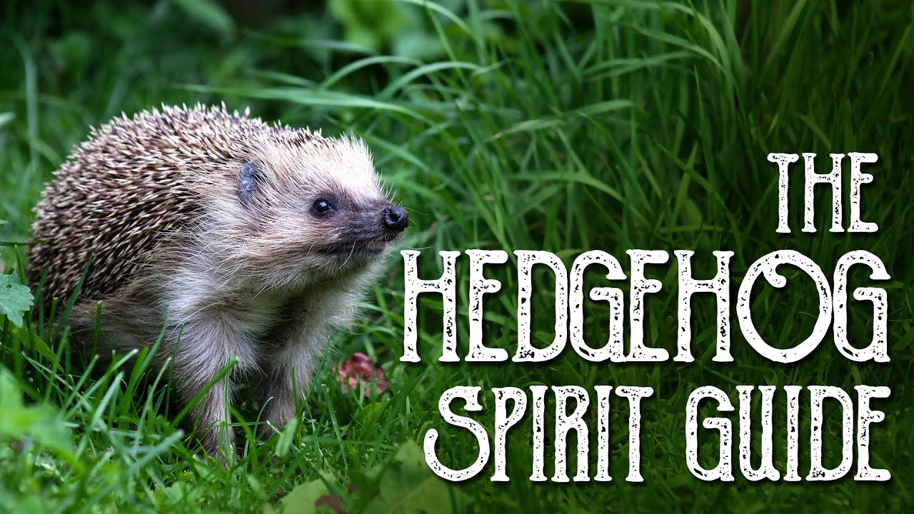 Hedgehog Spirit Guide