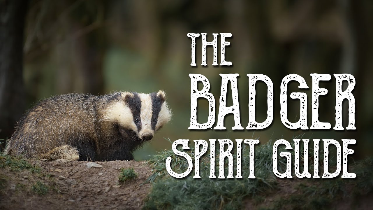 Badger Spirit Guide